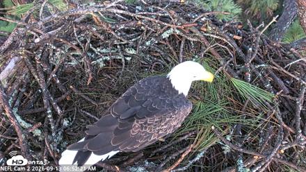 NE Florida Eagles Live Webcam - Sep 13, 2026, 6:53am EDT