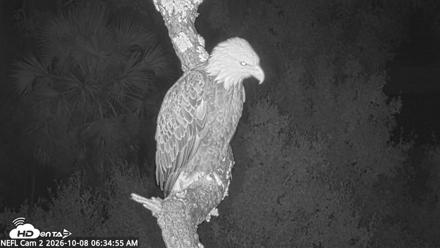 NE Florida Eagles Live Webcam - Oct 8, 2026, 6:35am EDT