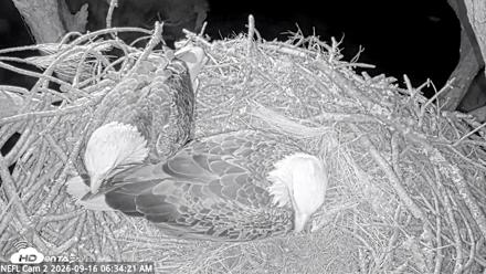 NE Florida Eagles Live Webcam - Sep 16, 2026, 6:36am EDT