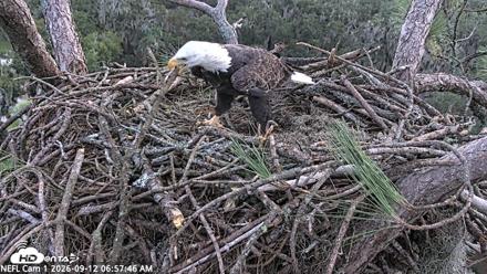 NE Florida Eagles Live Webcam - Sep 12, 2026, 6:58am EDT