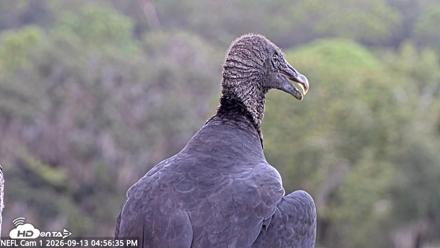 NE Florida Eagles Live Webcam - Sep 13, 2026, 4:57pm EDT