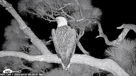 NE Florida Eagles Live Webcam - Sep 1, 2026, 6:30am EDT