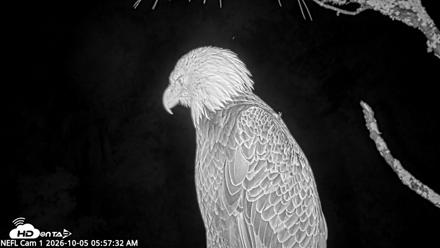 NE Florida Eagles Live Webcam - Oct 5, 2026, 5:58am EDT