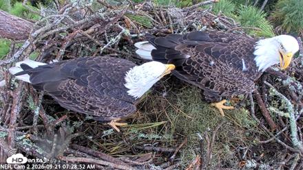 NE Florida Eagles Live Webcam - Sep 21, 2026, 7:29am EDT