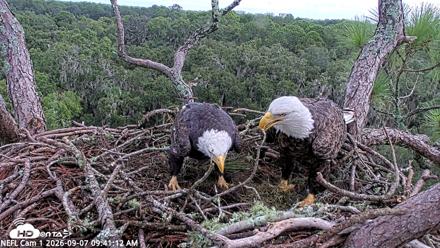 NE Florida Eagles Live Webcam - Sep 7, 2026, 9:42am EDT
