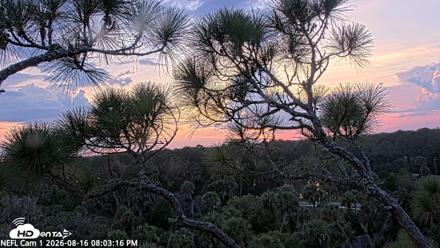 NE Florida Eagles Live Webcam - Aug 16, 2026, 8:04pm EDT