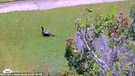 NE Florida Eagles Live Webcam - May 23, 2026, 1:58pm EDT