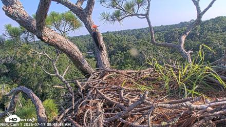 NE Florida Eagles Live Webcam - Jul 17, 2026, 8:49am EDT