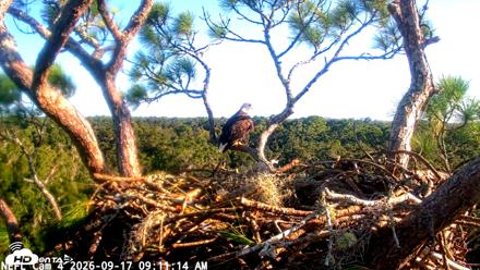 NE Florida Eagles Live Webcam - Sep 17, 2026, 9:12am EDT