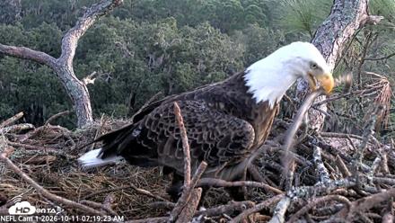 NE Florida Eagles Live Webcam - Oct 11, 2026, 7:20am EDT