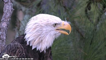 NE Florida Eagles Live Webcam - Aug 26, 2026, 6:50am EDT