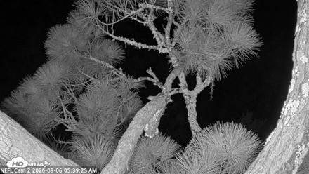 NE Florida Eagles Live Webcam - Sep 6, 2026, 5:40am EDT