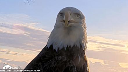NE Florida Eagles Live Webcam - Aug 30, 2026, 7:30am EDT