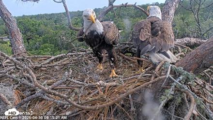 NE Florida Eagles Live Webcam - Apr 30, 2026, 9:16am EDT