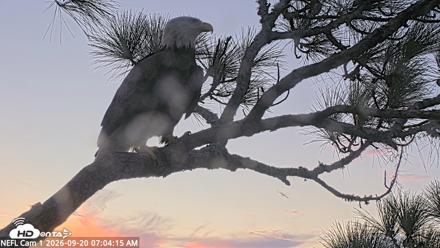 NE Florida Eagles Live Webcam - Sep 20, 2026, 7:05am EDT