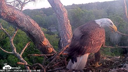 NE Florida Eagles Live Webcam - Apr 22, 2026, 7:03am EDT
