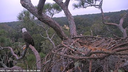 NE Florida Eagles Live Webcam - Nov 23, 2025, 6:39am EST
