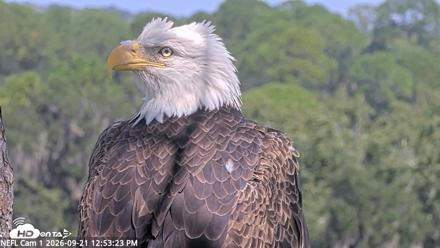NE Florida Eagles Live Webcam - Sep 21, 2026, 12:54pm EDT