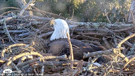 NE Florida Eagles Live Webcam - Oct 23, 2026, 8:02am EDT