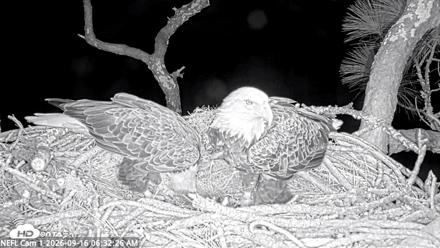 NE Florida Eagles Live Webcam - Sep 16, 2026, 6:33am EDT