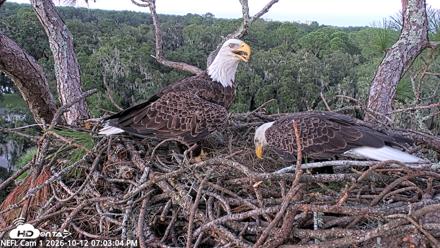 NE Florida Eagles Live Webcam - Oct 12, 2026, 7:06pm EDT