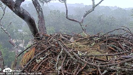 NE Florida Eagles Live Webcam - Oct 2, 2026, 1:44pm EDT