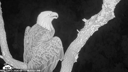 NE Florida Eagles Live Webcam - Sep 15, 2026, 8:05pm EDT
