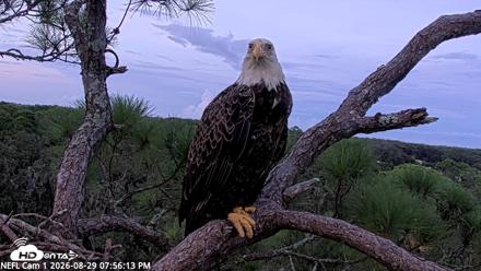 NE Florida Eagles Live Webcam - Aug 29, 2026, 7:57pm EDT
