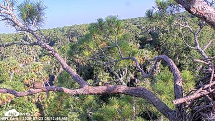 NE Florida Eagles Live Webcam - Jul 23, 2026, 8:53am EDT