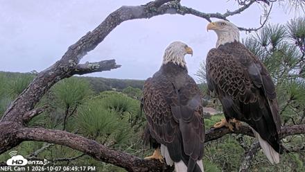NE Florida Eagles Live Webcam - Oct 7, 2026, 6:50pm EDT
