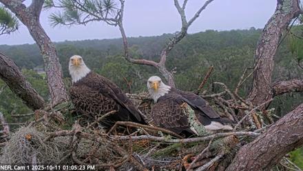 NE Florida Eagles Live Webcam - Oct 11, 2025, 1:06pm EDT