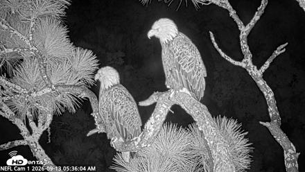 NE Florida Eagles Live Webcam - Sep 13, 2026, 5:37am EDT