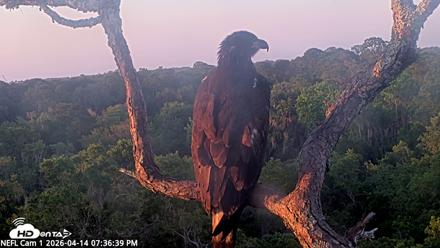 NE Florida Eagles Live Webcam - Apr 14, 2026, 7:37pm EDT