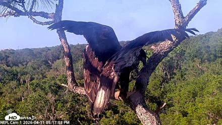 NE Florida Eagles Live Webcam - Apr 11, 2026, 5:18pm EDT