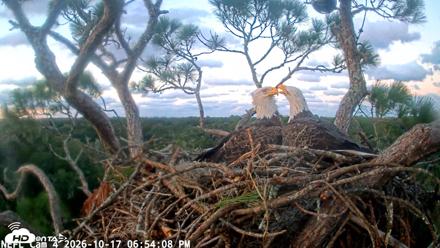 NE Florida Eagles Live Webcam - Oct 17, 2026, 6:54pm EDT