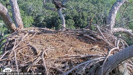 NE Florida Eagles Live Webcam - Aug 28, 2026, 9:53am EDT
