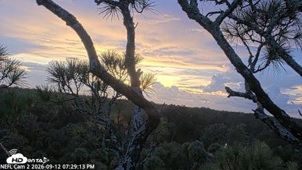NE Florida Eagles Live Webcam - Sep 12, 2026, 7:30pm EDT