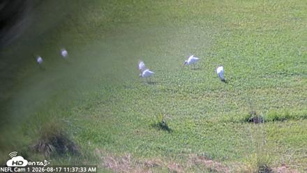 NE Florida Eagles Live Webcam - Aug 17, 2026, 11:38am EDT