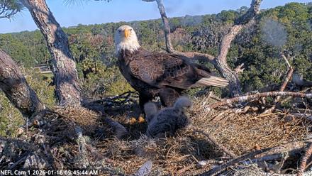 NE Florida Eagles Live Webcam - Jan 16, 2026, 9:46am EST