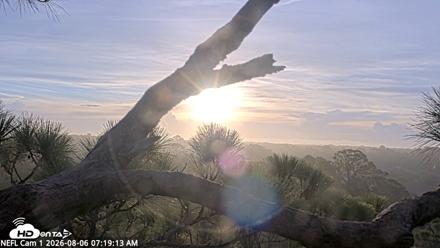 NE Florida Eagles Live Webcam - Aug 6, 2026, 7:20am EDT
