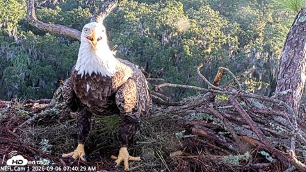 NE Florida Eagles Live Webcam - Sep 6, 2026, 7:41am EDT