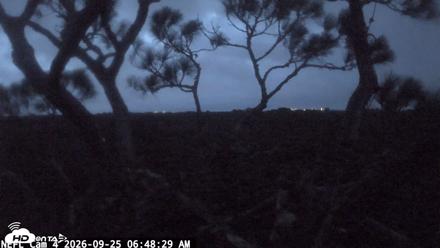 NE Florida Eagles Live Webcam - Sep 25, 2026, 6:49am EDT