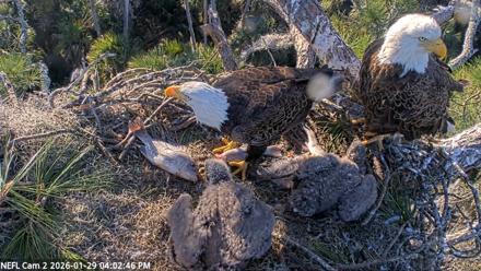 NE Florida Eagles Live Webcam - Jan 29, 2026, 4:03pm EST