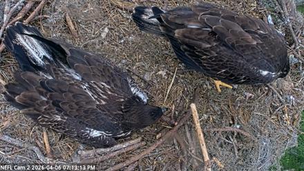 NE Florida Eagles Live Webcam - Apr 6, 2026, 7:14pm EDT