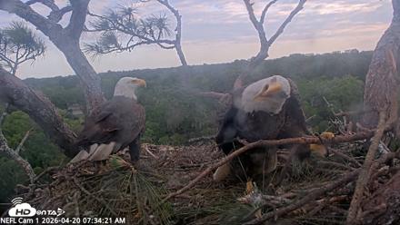 NE Florida Eagles Live Webcam - Apr 20, 2026, 7:35am EDT