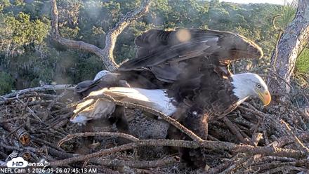 NE Florida Eagles Live Webcam - Sep 26, 2026, 7:46am EDT