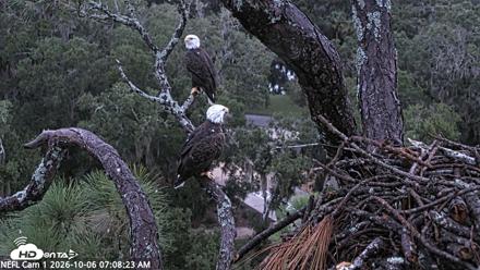 NE Florida Eagles Live Webcam - Oct 6, 2026, 7:09am EDT