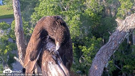 NE Florida Eagles Live Webcam - Apr 13, 2026, 6:25pm EDT