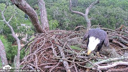 NE Florida Eagles Live Webcam - Sep 7, 2026, 10:41am EDT