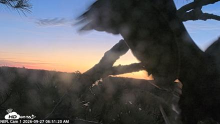 NE Florida Eagles Live Webcam - Sep 27, 2026, 6:52am EDT